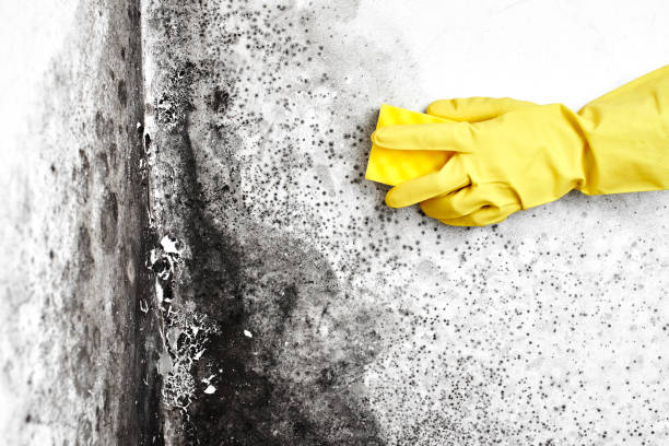Professional Mold Removal in Gibson City, IL