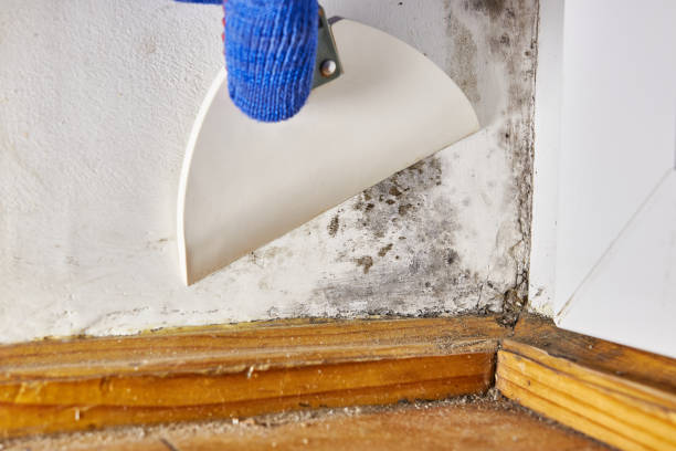 Best Asbestos and Lead Testing During Mold Inspection  in Gibson City, IL